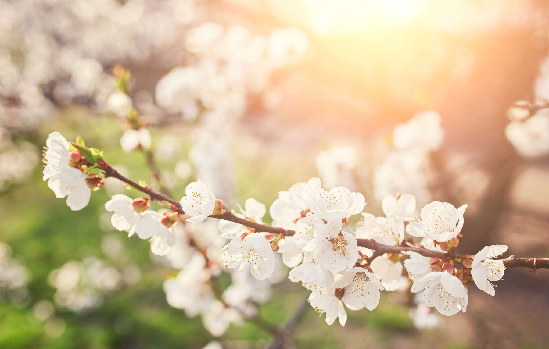 Blossoming of the apricot tree in spring time with white beautif