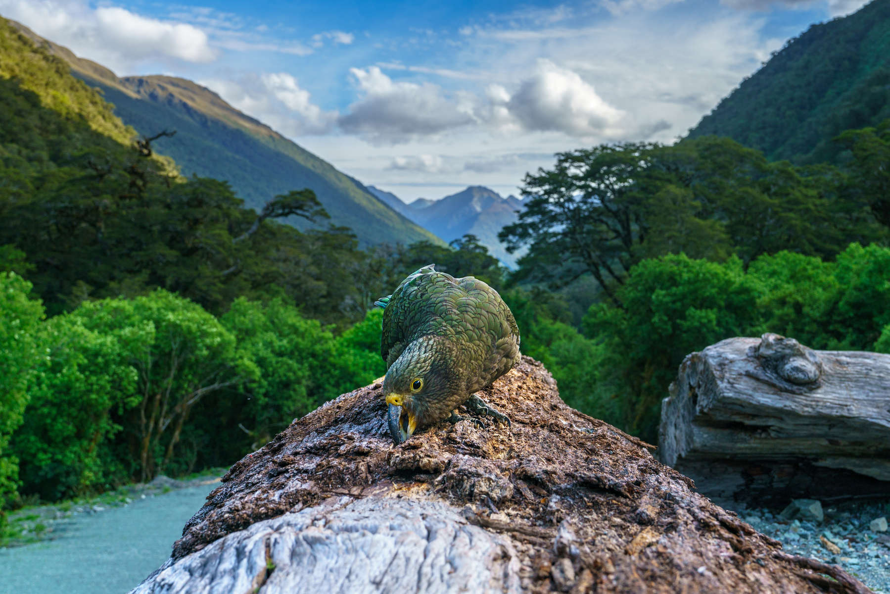 kea, mountain parrot on a tree trunk, southland, southern alps, new zealand