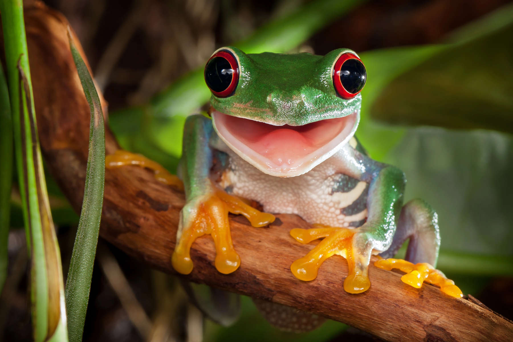 Red-eyed tree frog sitting on a branch and smiling