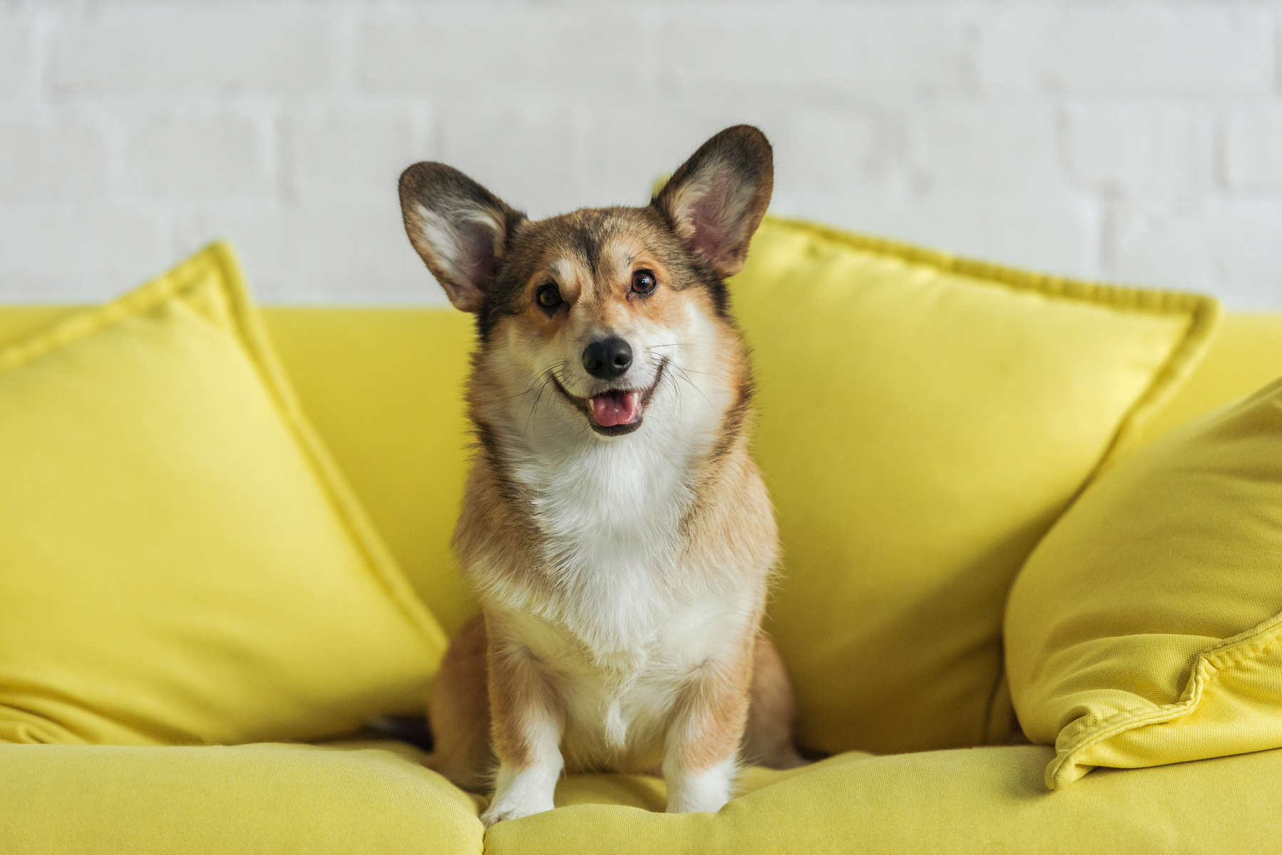 cute corgi dog sitting on yellow couch at home and looking at camera