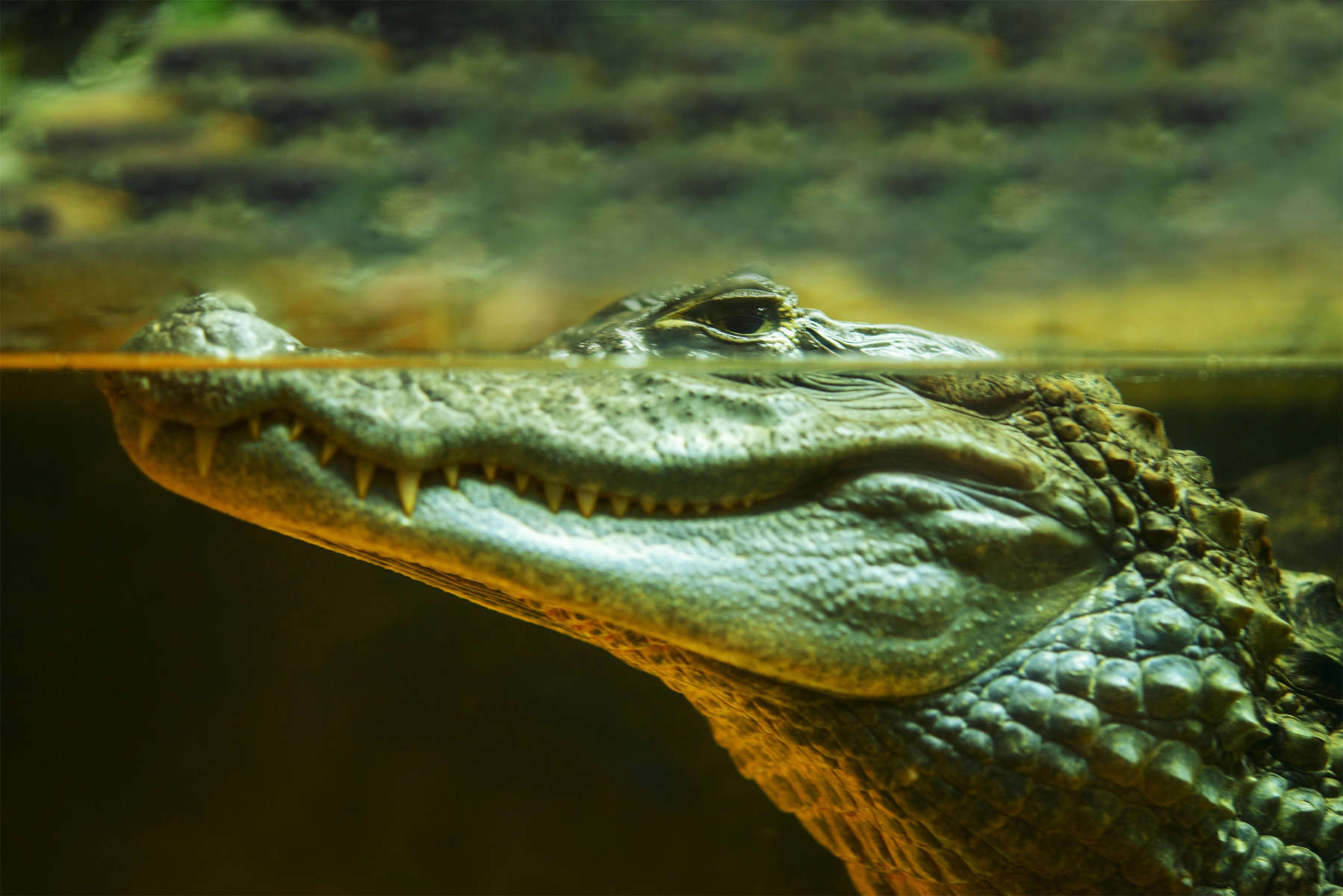 Nile crocodile