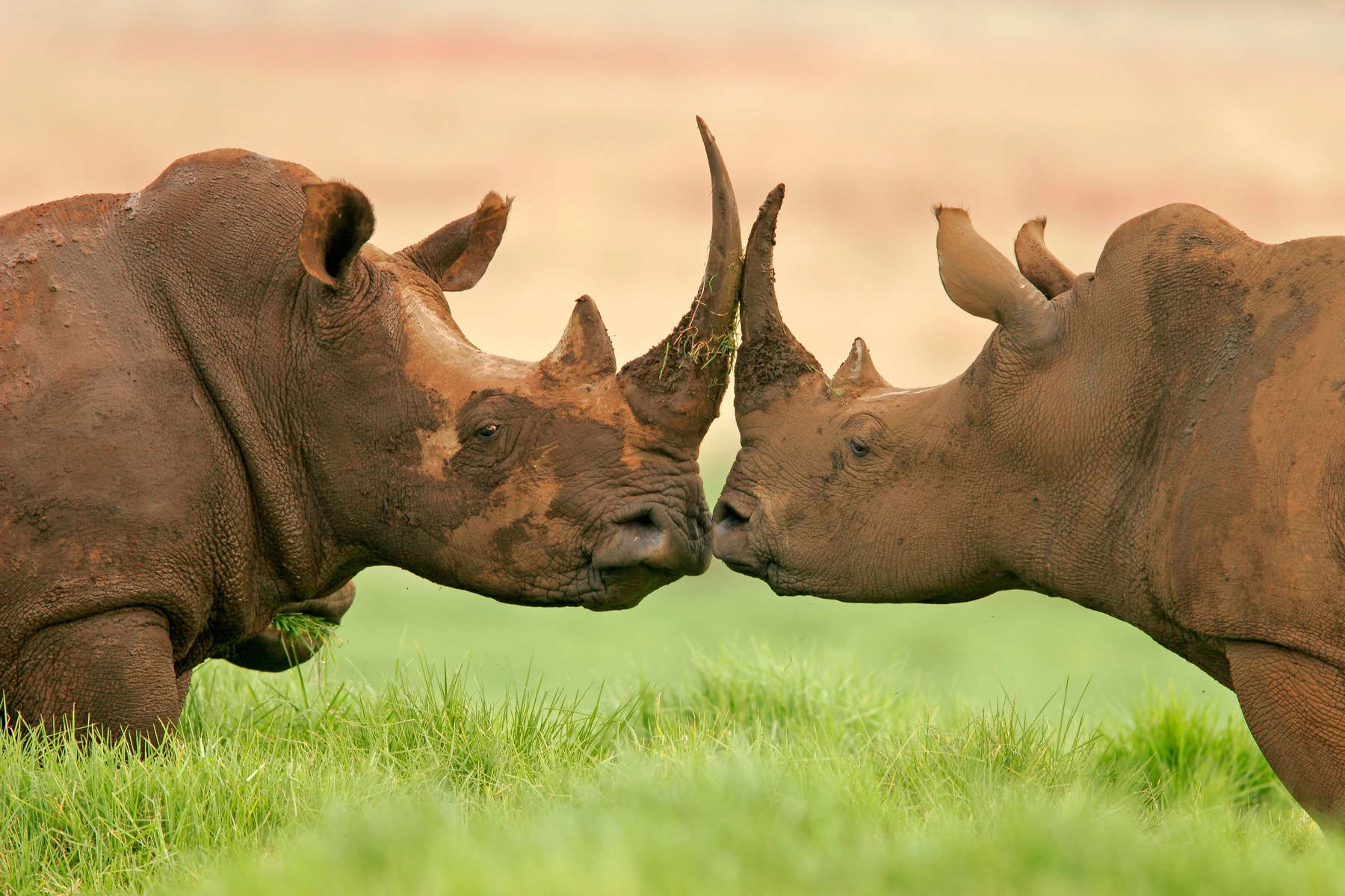 White rhinoceros