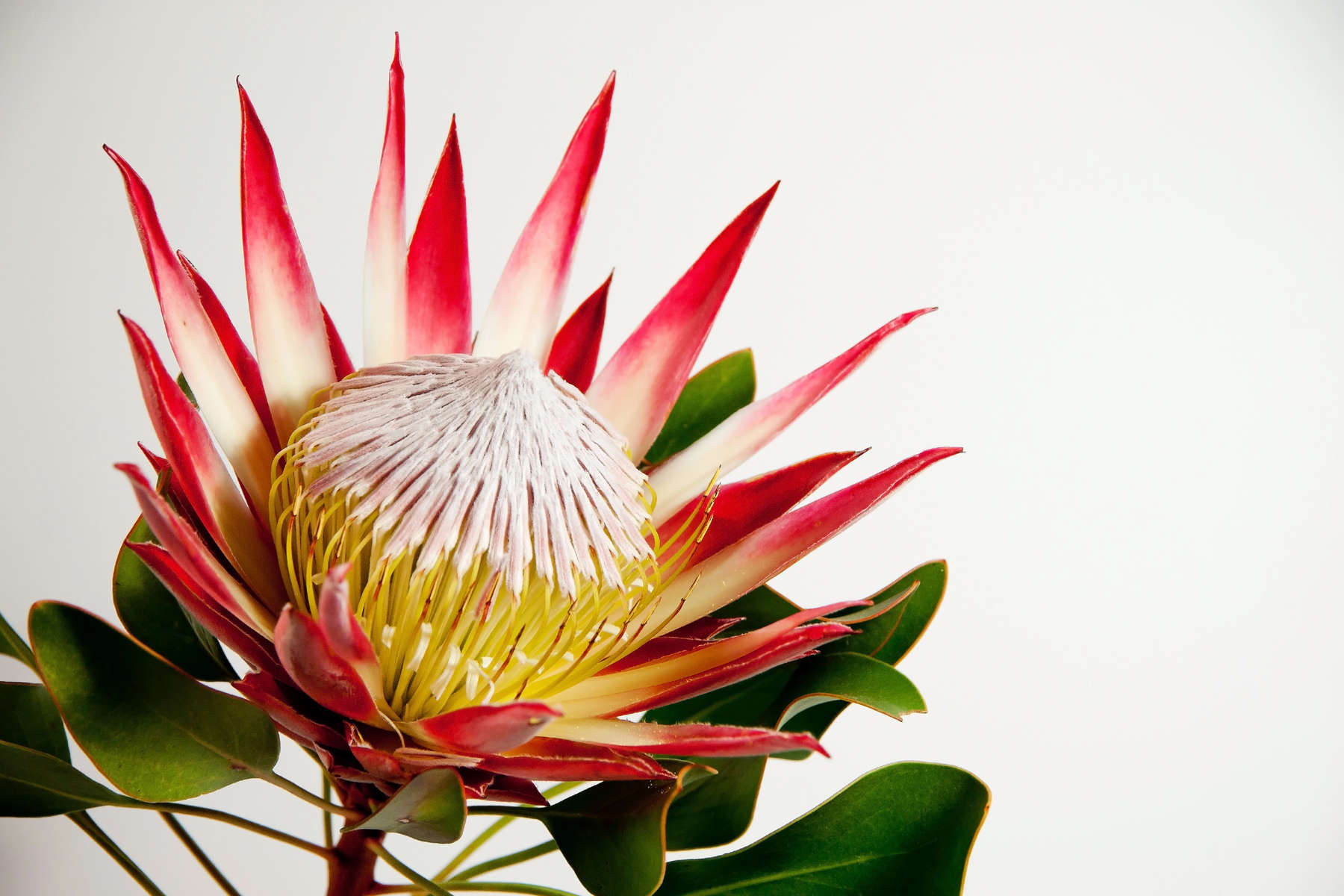 Protea