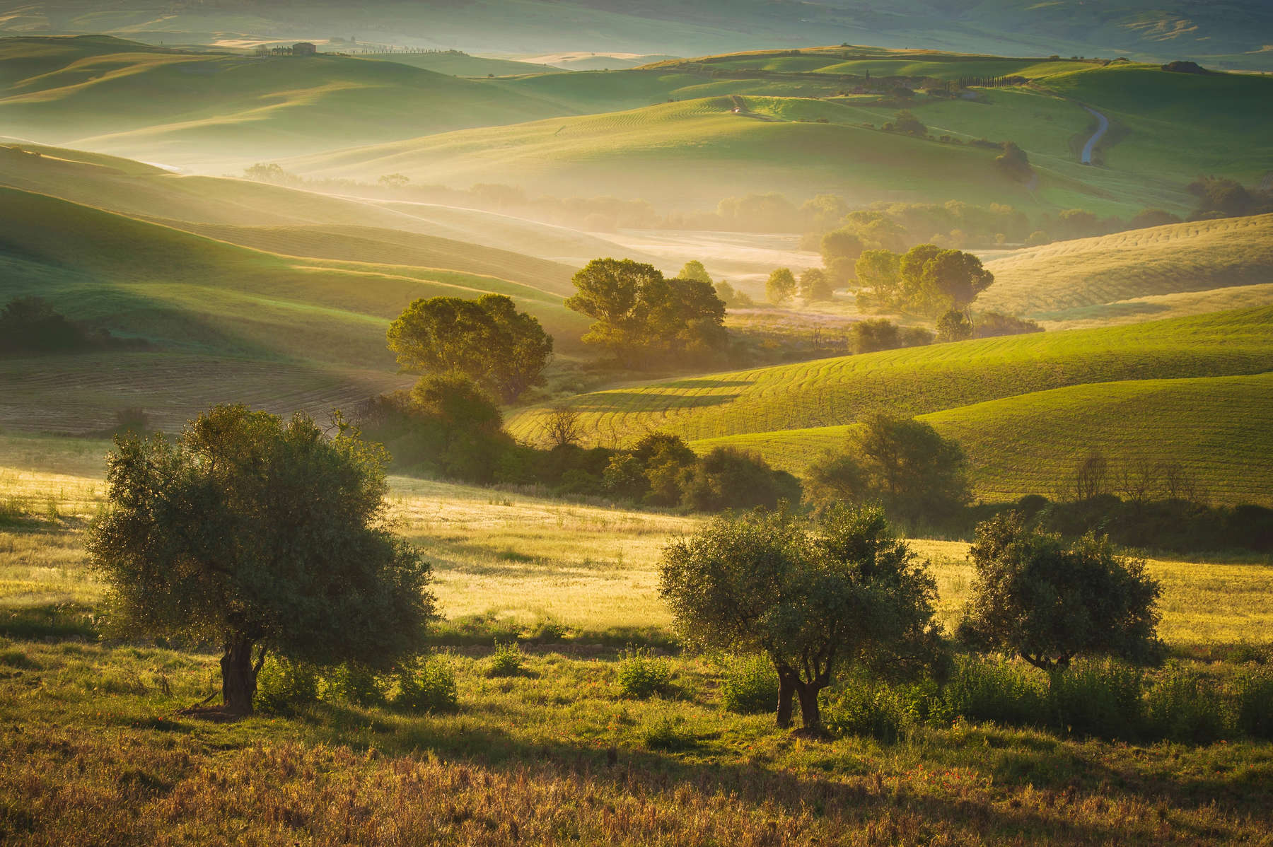 Tuscan olive trees and fields in the area of Siena, Italy