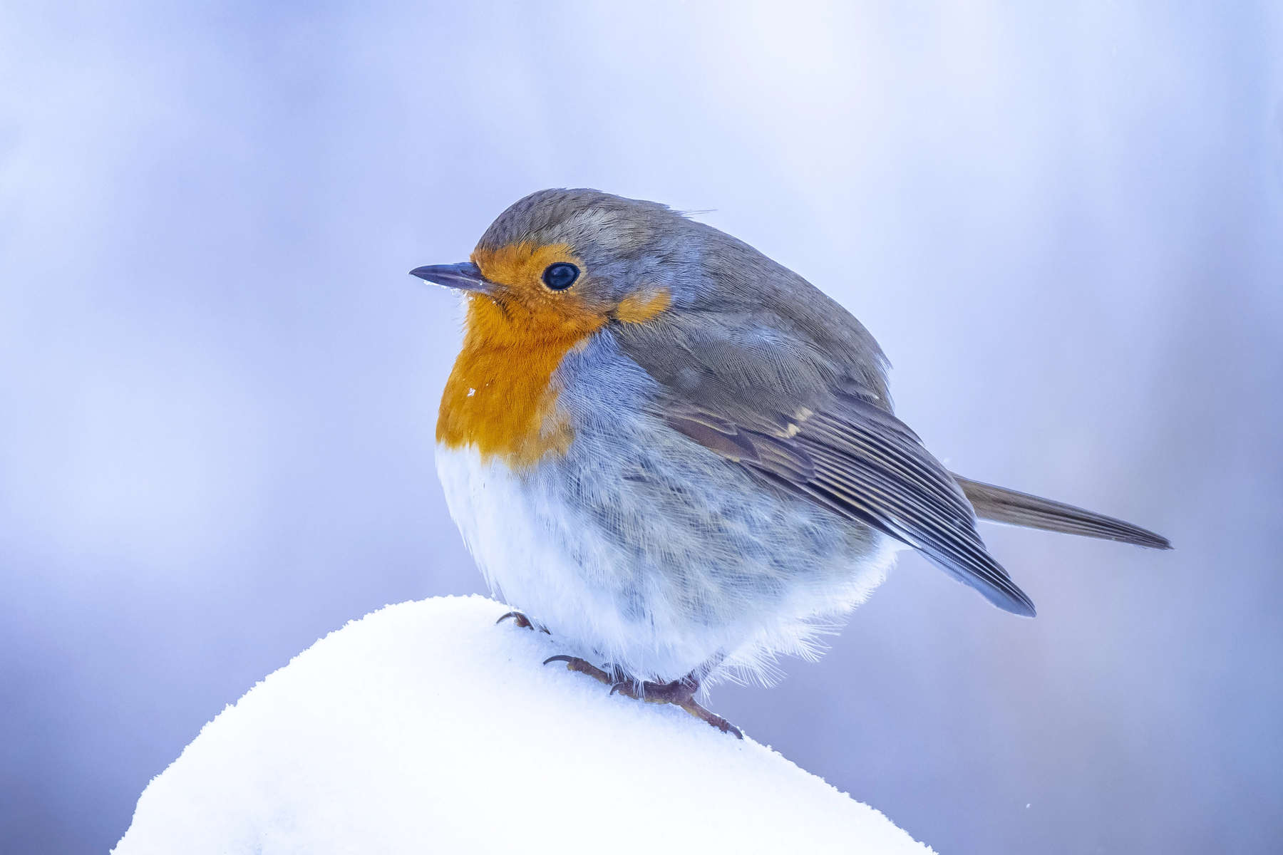 European robin Erithacus rubecula foraging in snow, beautiful cold Winter setting