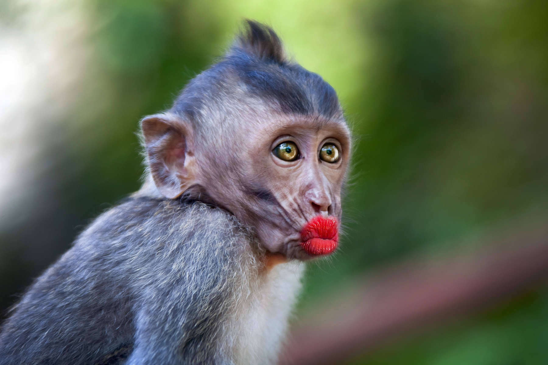 Funny monkey with a red lips