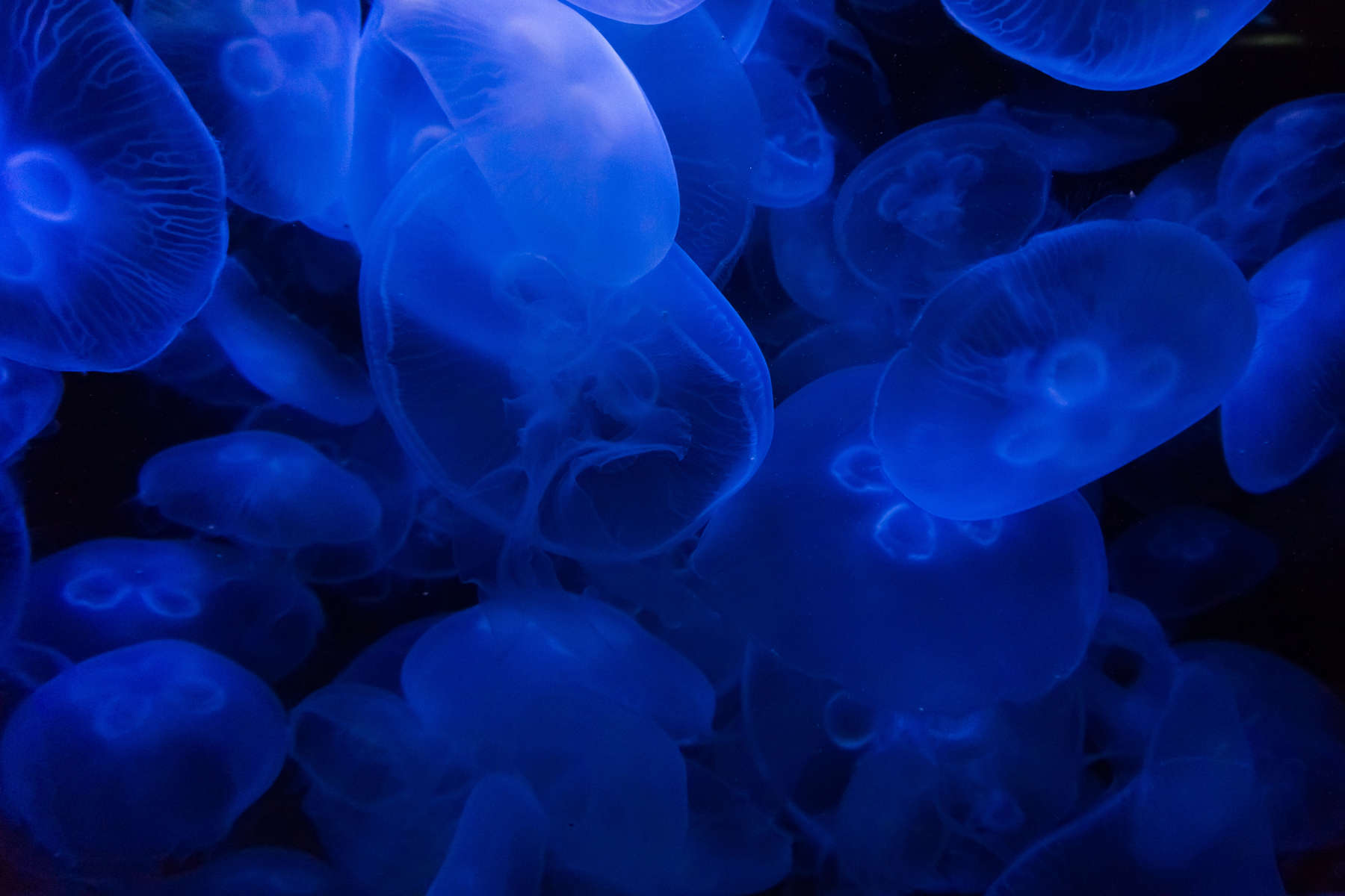 Jellyfish in blue water