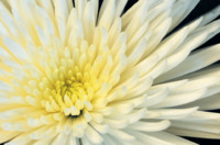 Visitekaartje White Flower Florist Collectie voor Taylor Stevens-Wood