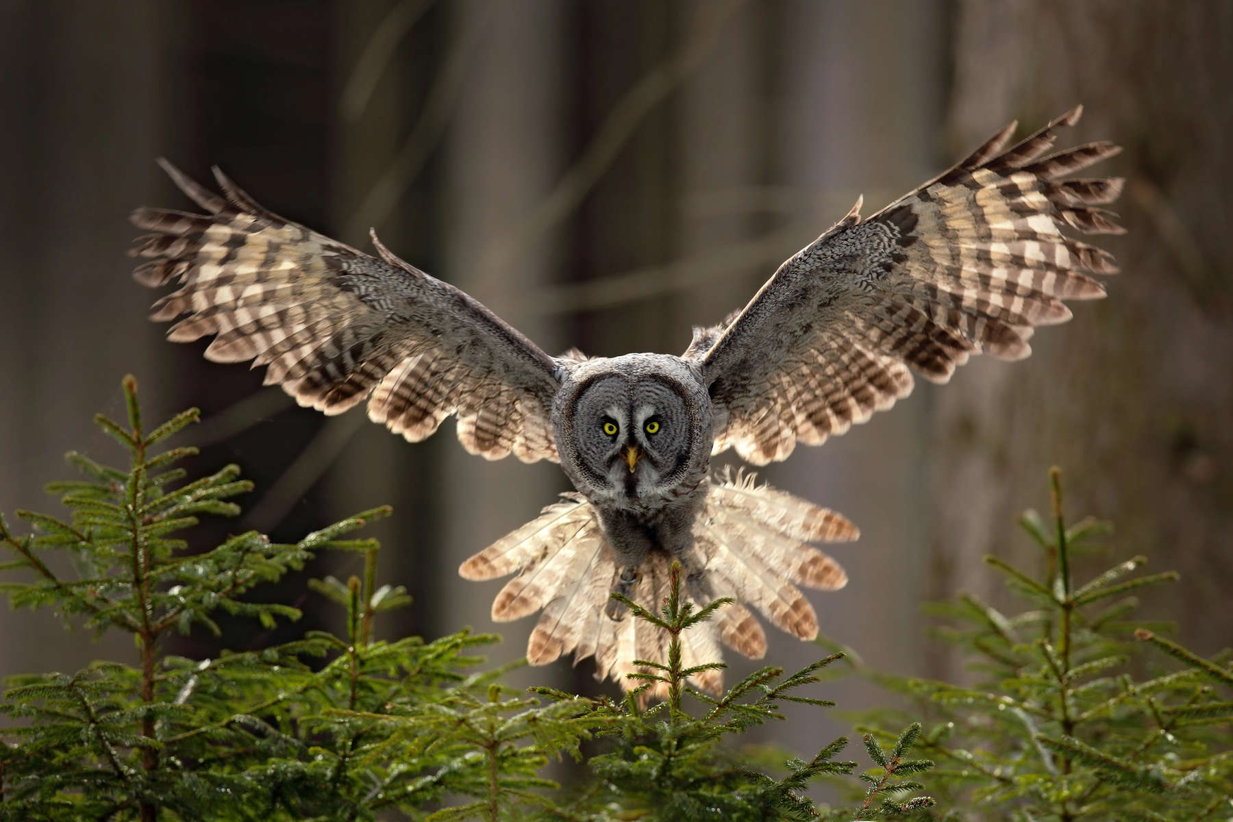 Grey owl bird in fly