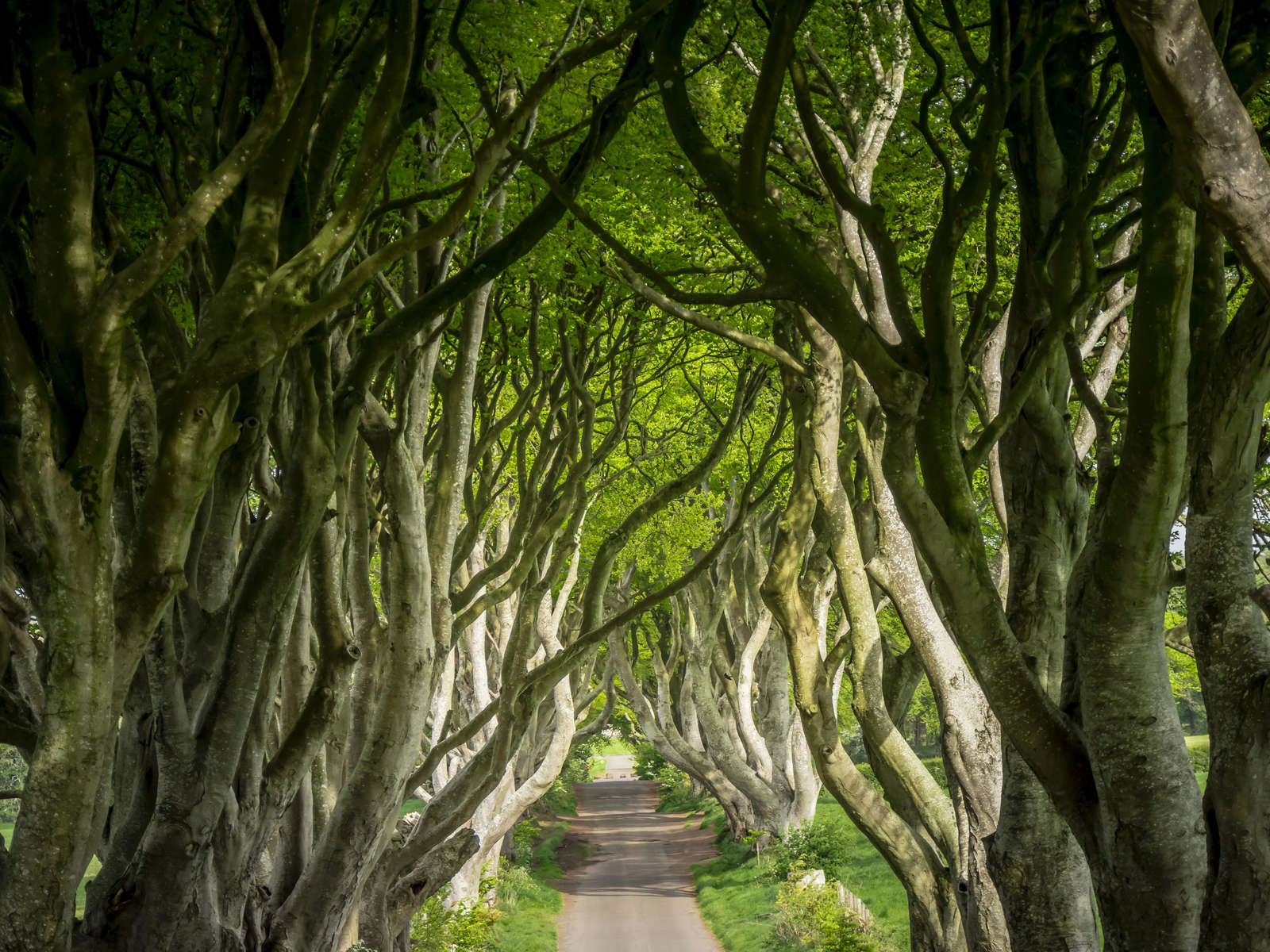 The Dark Hedges - a famous location in Northern Ireland - travel photography