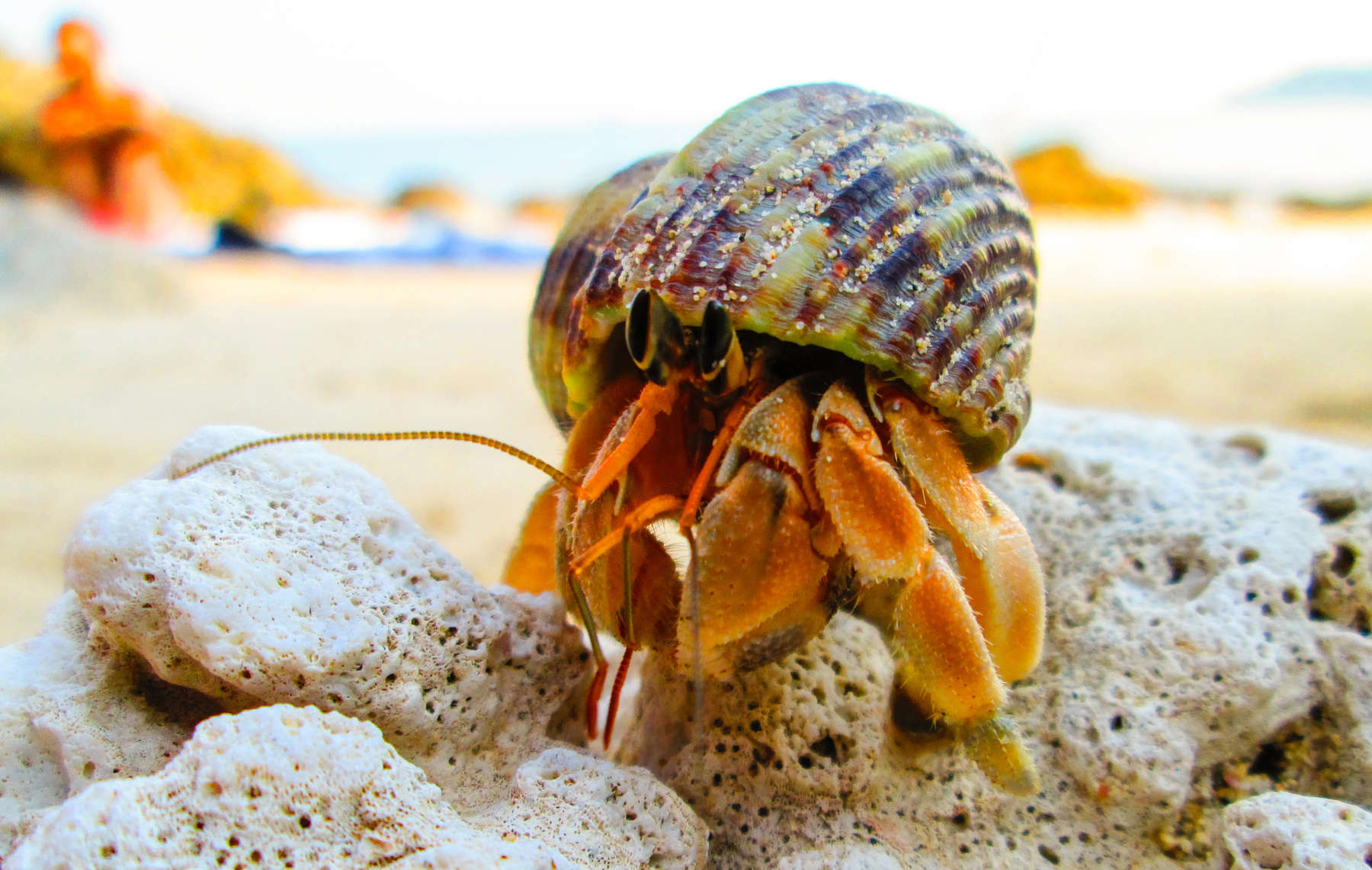 hermit crab climing over corals.